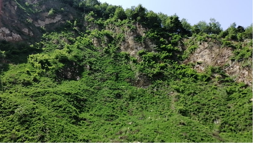 梁山(shān)鎮礦區(qū)1号坡面植被恢複